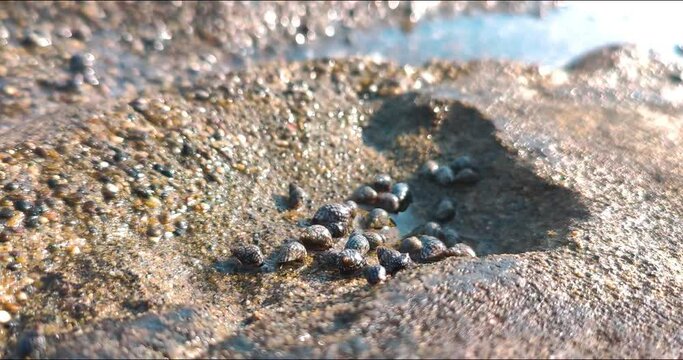small sea creatures and shells that move, sea water texture background, conch conch