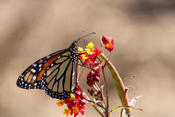 butterfly on flower