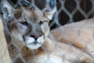 portrait of a mountain lion