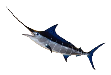 Foto auf Acrylglas Swordfish - Blue Marlin isolated on transparent or white Background. Photography. © zaschnaus