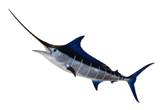 Swordfish - Blue Marlin isolated on transparent or white Background. Photography.