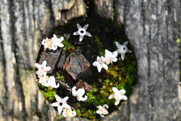 white  flower on moss
