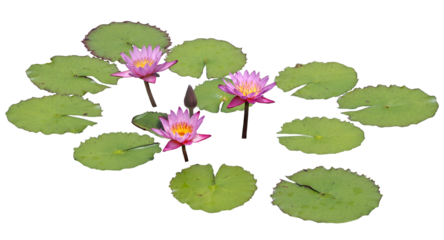 スイレン（インディペンデンス）7月撮影