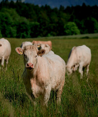 photo of cow in the field