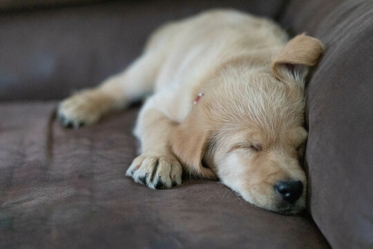 puppy sleeping on the couch