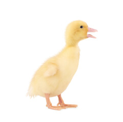 Baby animal. Cute fluffy duckling on white background