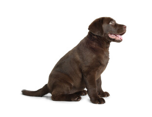 Cute chocolate Labrador Retriever puppy on white background