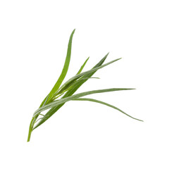 Fototapeta premium One sprig of fresh tarragon on white background