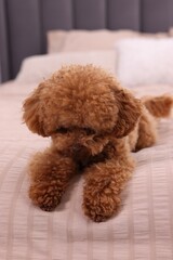 Cute Maltipoo dog on soft bed, closeup. Lovely pet