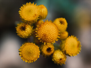 close up of yellow flower