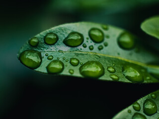 water drops on green leaf