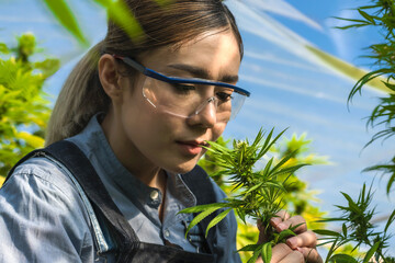 Close up Asian Cannabis worker smelling Marijuana flowers in Cannabis Farm
