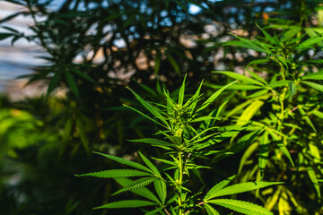 Fresh green Canabis leaves and flowers ready to harvest in Marijuana garden, alternative medicine and Cannabis Farm