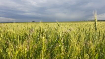 field of wheat