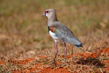 "Quero-quero" bird (Vanellus chilensis) in selective focus by side