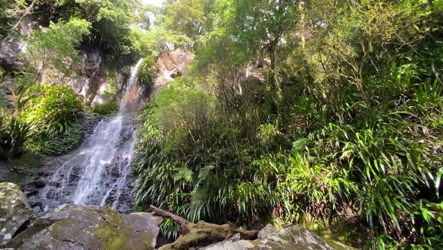 beautiful waterfall surrounded by dense green tropical plants in lamington national park, gondwana rainforest near gold coast and brisbane, south east queensland, australia