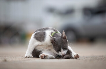 Cute cat lying on the ground in the city, Thailand.