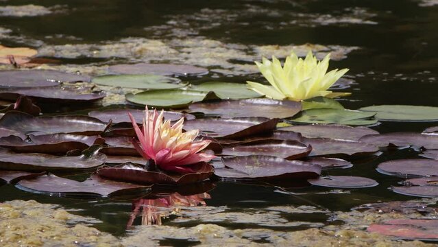 Lotus Flowers and Leaves on Lake Water