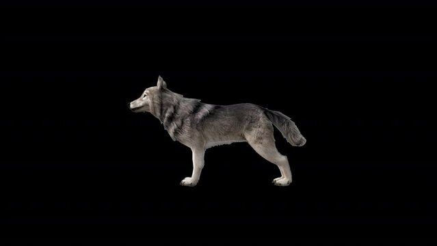 Realistic 3D Wolf Howling Animation