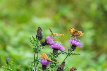 伊吹山で見たアザミの花の蜜を吸うヒョウモンチョウ