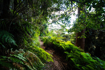 panorama of springbrook national park in warrie circuit section; beautiful lush gondwana rainforest...