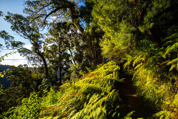 panorama of springbrook national park in warrie circuit section; beautiful lush gondwana rainforest near gold coast, south east queensland, australia