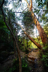 a path through dense tropical rainforest in springbrook national park near gold coast, queensland, australia; warrie circuit trail, hiking in dense tropical jungle with unique vegetation	
