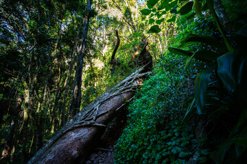 a path through dense tropical rainforest in springbrook national park near gold coast, queensland, australia; warrie circuit trail, hiking in dense tropical jungle with unique vegetation	
