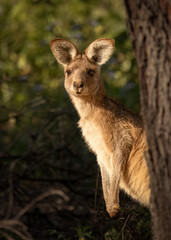 A young kangaroo peeps out from behind a tree