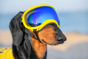 Determined profile of dog in blue ski mask for snowboarding to protect the eyes from sun, snow. Dachshund in bright glasses advertises active winter sports, recreation. Close-up of skier with goggles 