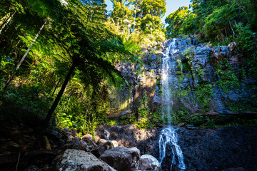 tropical waterfall surrounded by lush vegetation in springbrook national park, warrie circuit in...