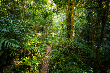 a path through dense tropical rainforest in springbrook national park near gold coast, queensland, australia; warrie circuit trail, hiking in dense tropical jungle with unique vegetation	
