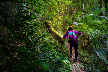 Beautiful girl hikes in magical Gondwana rainforest; Warrie Circuit trail in Springbrook National Park, Gold Coast, Queensland, Australia	