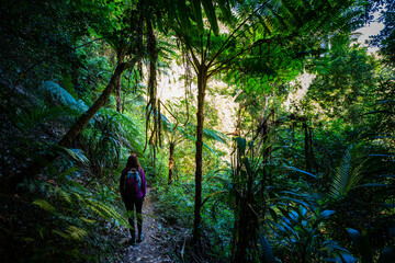 Beautiful girl hikes in magical Gondwana rainforest; Warrie Circuit trail in Springbrook National...