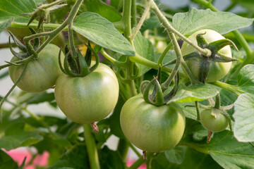 Small green unripe organic cherry tomatoes hanging on a thick vine with deep green leaves. The tomatoes have a thick shiny skin, rib pattern, and hairy stalks.