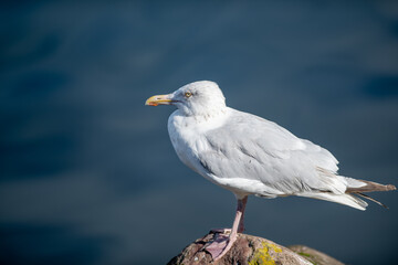 A large adult common European herring gull standing on a beach rock with yellow lichen. The bird has blue ocean in the background. The wild seabird has a pale grey back, yellow eyes and pinkish legs.
