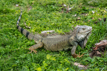 Iguana in her environmental; local Iguana in Puerto Rico