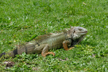 Local Iguana found in Puerto Rico