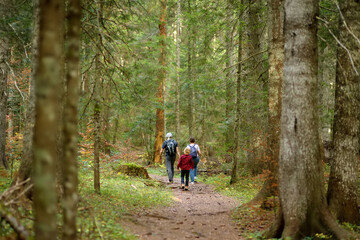 Grandparent and their grandchild are hiking in forest. Family traveling in woodland. Summer...