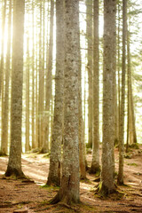 Trunks of fir trees overgrown with green moss in the forest on a sunny day. Vertical view.