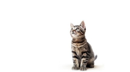 Funny large longhair gray tabby cute kitten with beautiful blue eyes. Pets and lifestyle concept. Lovely fluffy cat on white background.