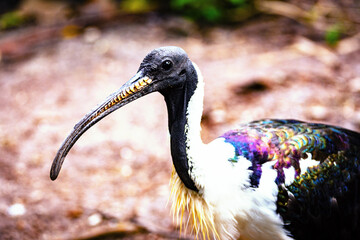 straw necked ibis