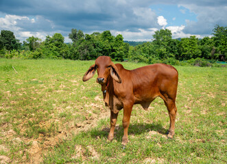 Obraz na płótnie Canvas A brown calf standing in a field, Cute young cow standing in the fields.