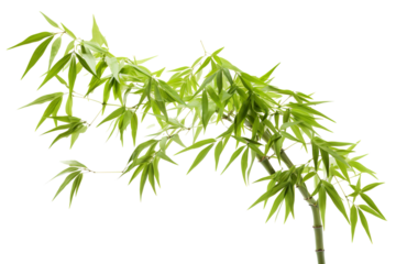 Bamboo, white isolated background. professional photography PNG