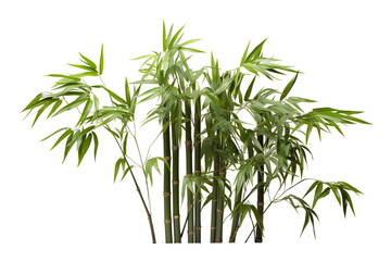 Bamboo, white isolated background. professional photography PNG