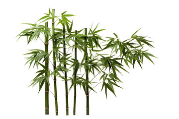 Naklejka premium Bamboo, white isolated background. professional photography PNG