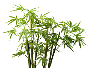 Bamboo, white isolated background. professional photography PNG - obrazy, fototapety, plakaty