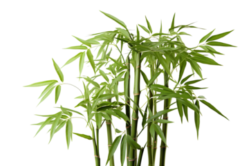 Bamboo, white isolated background. professional photography PNG
