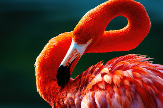 close up of a flamingo