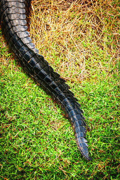 alligator tail